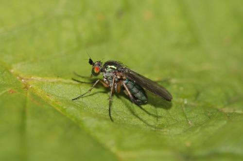 Réf. 324 671 : Dolichopus griseipennis